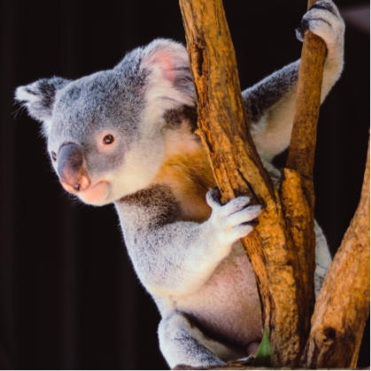 Koala UNSPLASH vita vilcina 93q1OMq5uHE 1