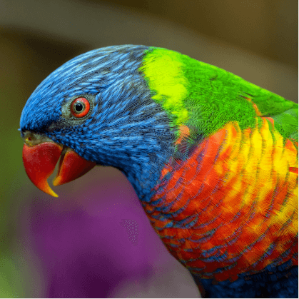 Oiseau david clode G7Jd9fMuRHs unsplash 1