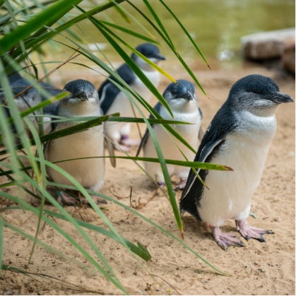 parcnational Featherdale Sydney iStock 488617767 1