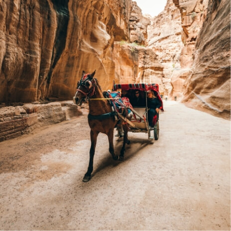 Cheval Petra Jordanie