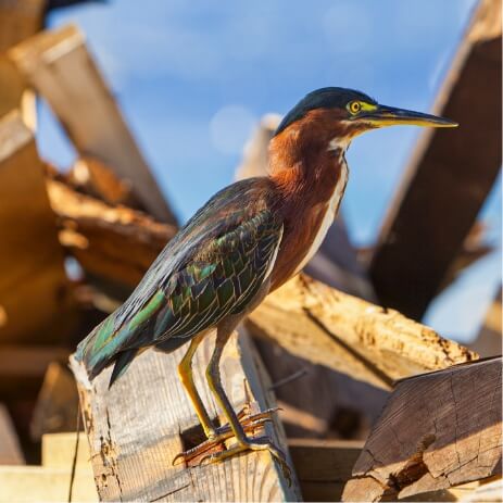 Heron vert Guadeloupe