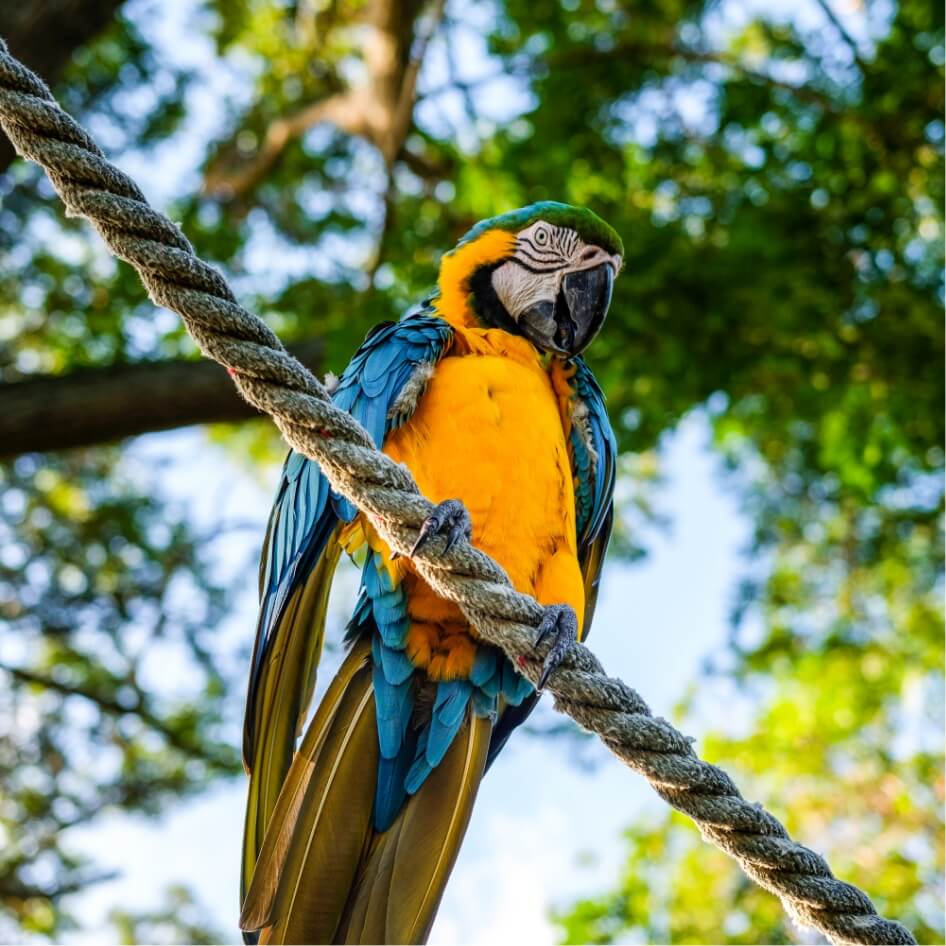 Jardin botanique deshaies Guadeloupe