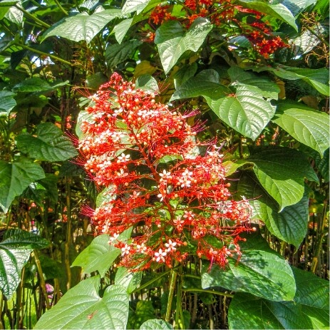 Jardin botanique de Deshaies Guadeloupe