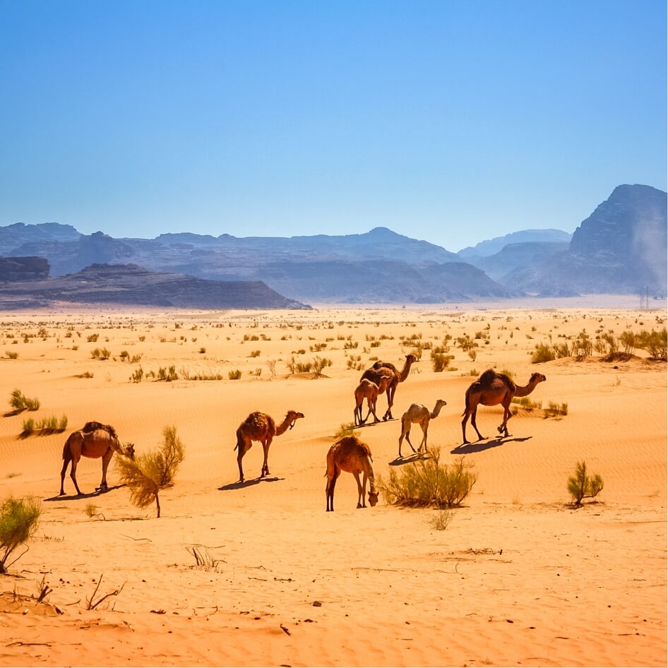 desert WadiRum jordanie