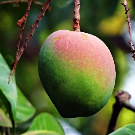 mangue Guadeloupe