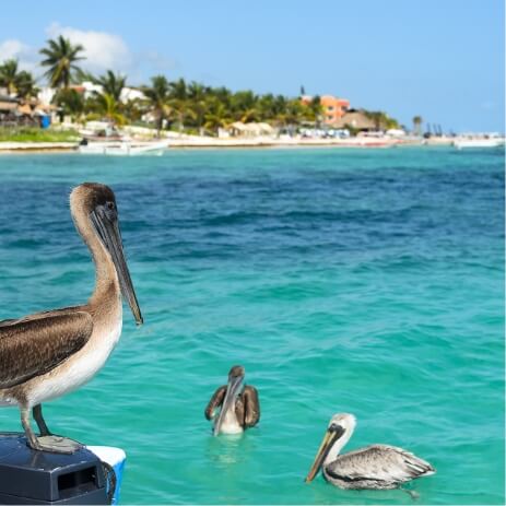 pelican cozumel