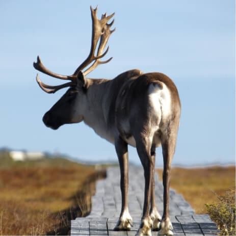 Gaspésie