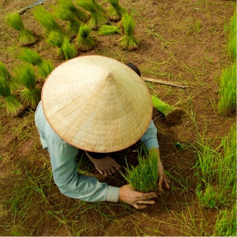 Rizière récolte, Vietnam